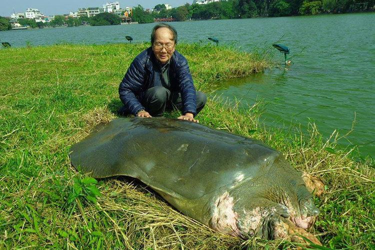 Hoan Kiem turtle Hanoi39s Beloved Hoan Kiem Turtle Has Died Saigoneer