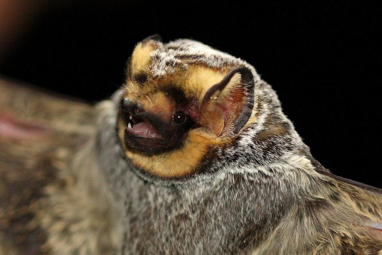 Hoary bat Hoary Bat Lasiurus cinereus male Rio Grande at Broad Ca Flickr