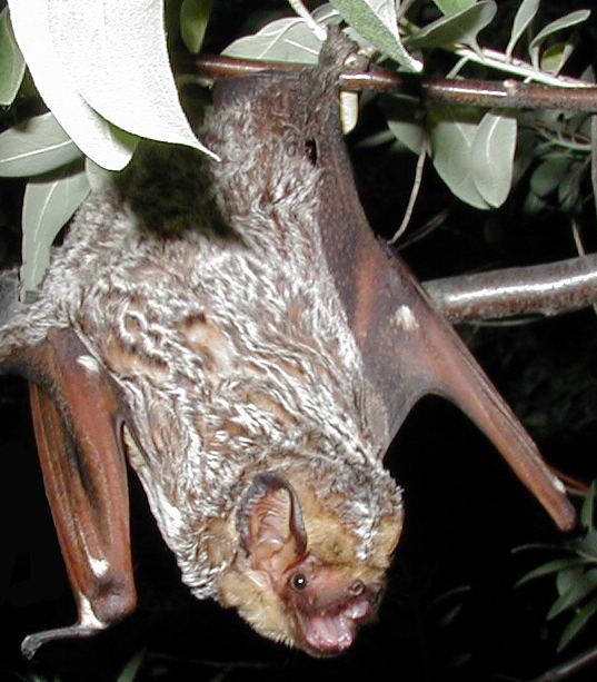 Hoary bat httpsuploadwikimediaorgwikipediacommons44