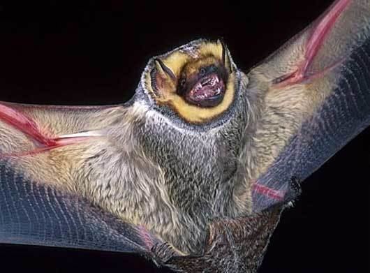 Hoary bat Hoary Bat Common Large American Bat Animal Pictures and Facts