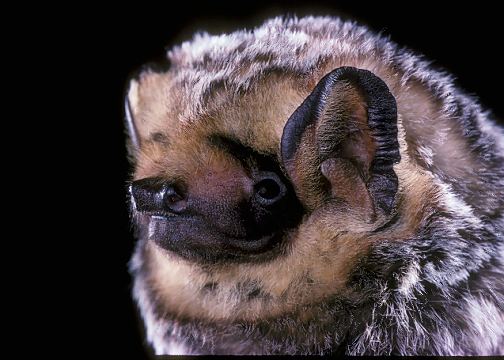 Hoary bat Hoary bat Bats in Schools