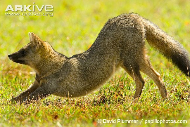 Hoary fox Hoary fox videos photos and facts Pseudalopex vetulus ARKive