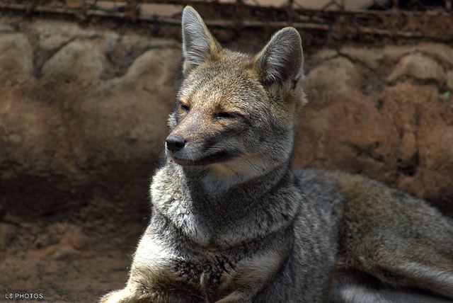 Hoary fox Foxes Hoary Fox