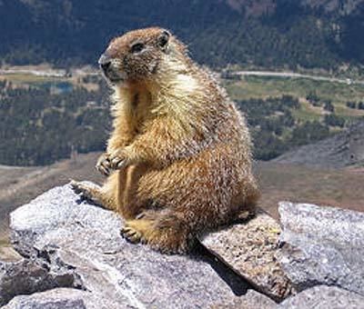 Hoary marmot Hoary Marmot Mountain Whistler Animal Pictures and Facts