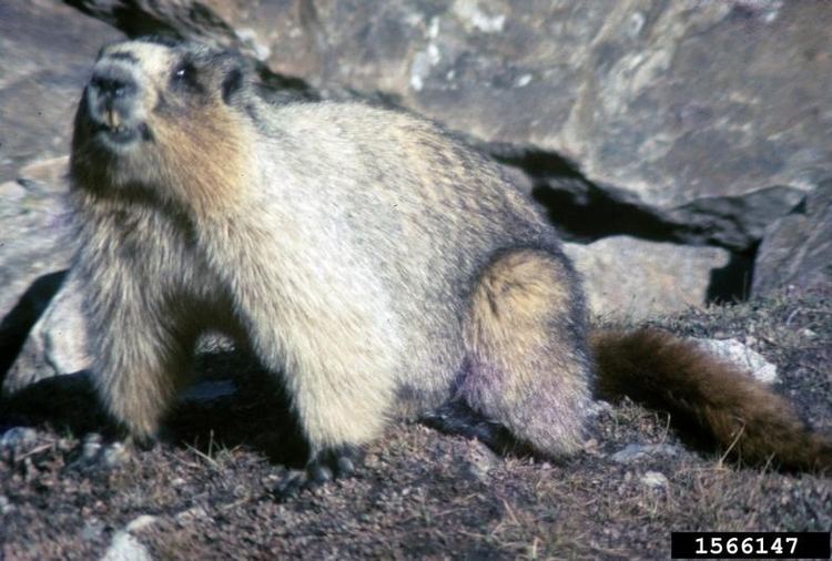 Hoary marmot Hoary Marmot Marmota caligata NatureWorks