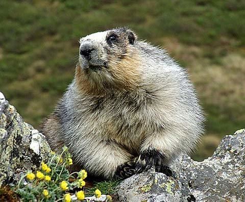 Hoary marmot Hoary Marmot Mountain Whistler Animal Pictures and Facts