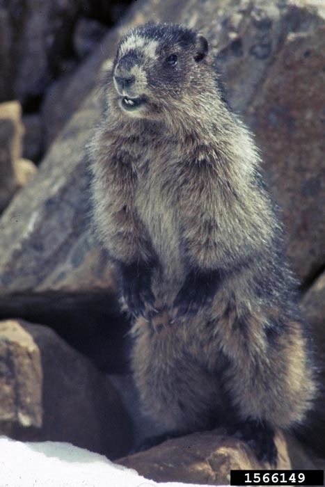 Hoary marmot Hoary Marmot Marmota caligata NatureWorks