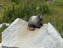 Hoary marmot httpsuploadwikimediaorgwikipediacommonsthu