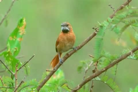 Hoary-throated spinetail More on Synallaxis kollari Hoarythroated Spinetail