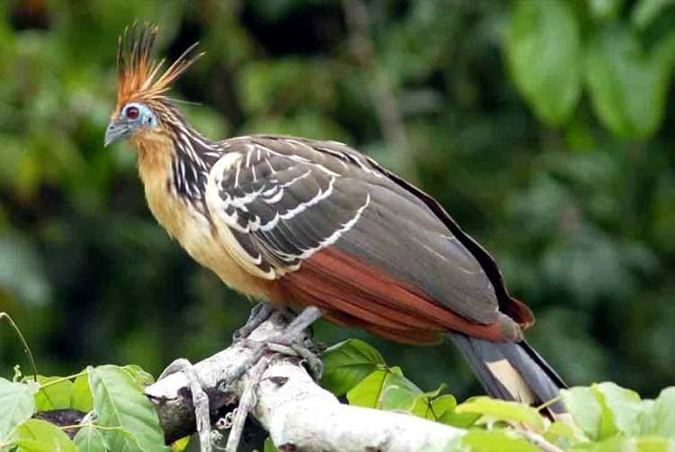 Hoatzin 1000 images about BIRDS Hoatzin on Pinterest Wings Amazon