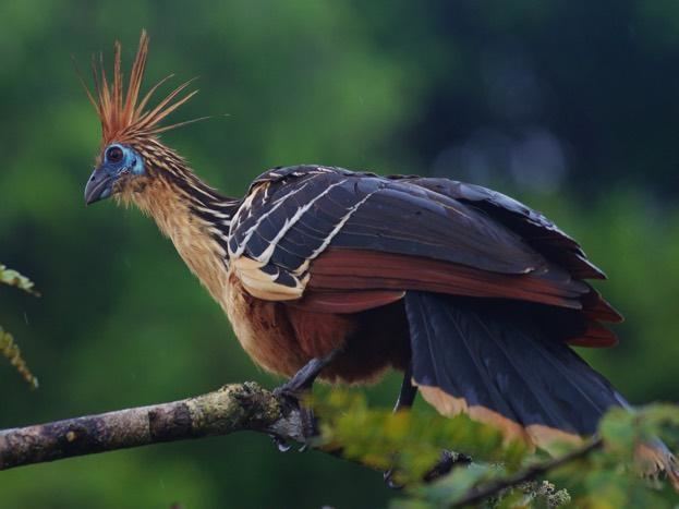 Hoatzin Why does the hoatzin or 39stink bird39 stink Discover Wildlife