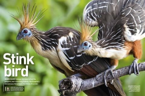 Hoatzin Hoatzin Meet the stink bird Discover Wildlife