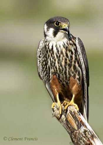 Hobby (bird) 1000 images about Birds of Prey on Pinterest Flying birds White