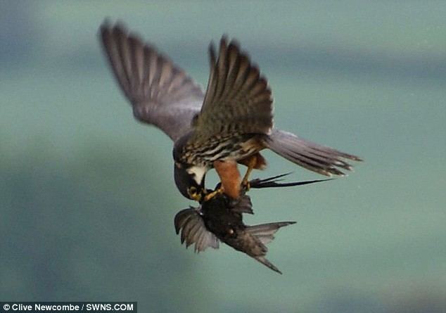 Hobby (bird) Pictured The 39incredibly rare39 moment a hobby falcon wrestles with