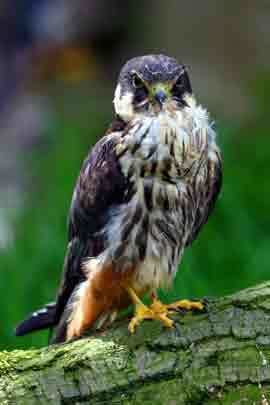 Hobby (bird) Hobby Hawk and Owl Trust