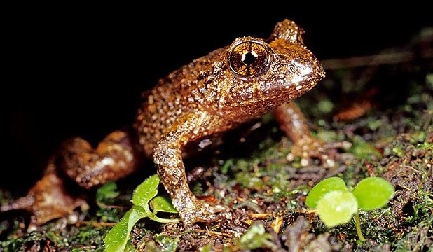 Hochstetter's frog Landowners help to save rare frogs Stuffconz