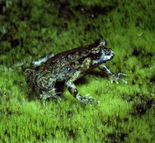 Hochstetter's frog Hochstetter39s frog Frogs Te Ara Encyclopedia of New Zealand