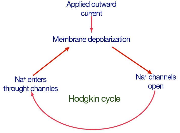 Hodgkin cycle