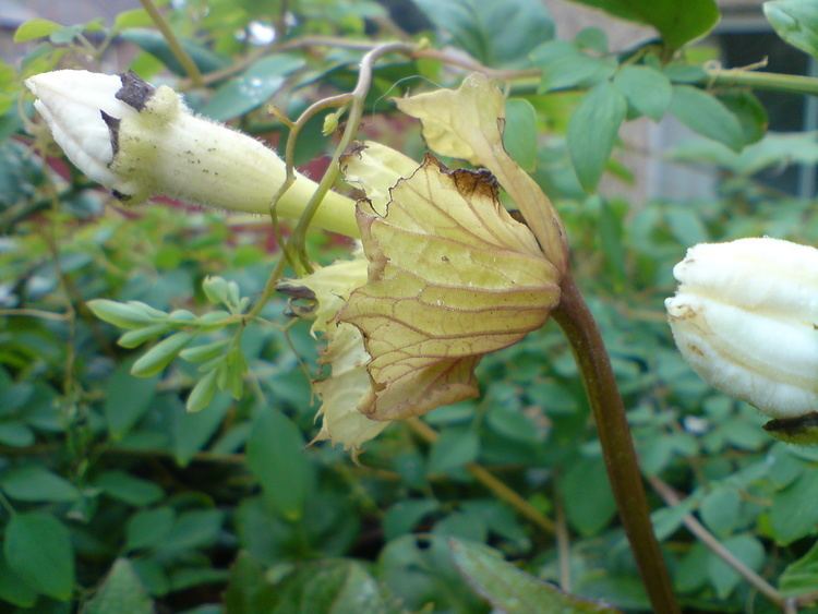 Hodgsonia FileHodgsonia heteroclita 3JPG Wikimedia Commons