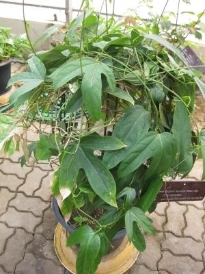 Hodgsonia Hodgsonia macrocarpa Useful Tropical Plants
