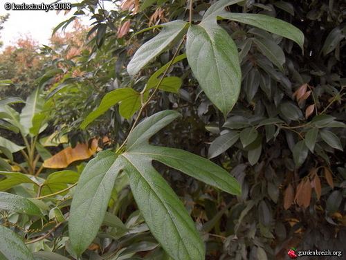 Hodgsonia Hodgsonia macrocarpa gardenbreizhorgphotoskarlostachys