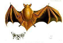Hodgson's bat httpsuploadwikimediaorgwikipediacommonsthu