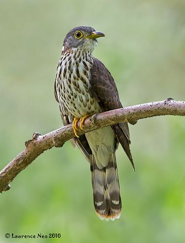 Hodgson's hawk-cuckoo Cuckoo Hodgson39s Hawk Flickr
