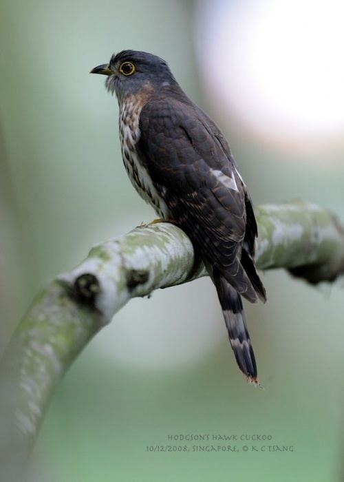 Hodgson's hawk-cuckoo Hodgson39s HawkCuckoo BirdForum Opus