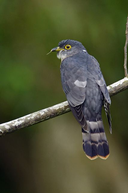 Hodgson's hawk-cuckoo orientalbirdimagesorgimagesdatamg4714postjpg