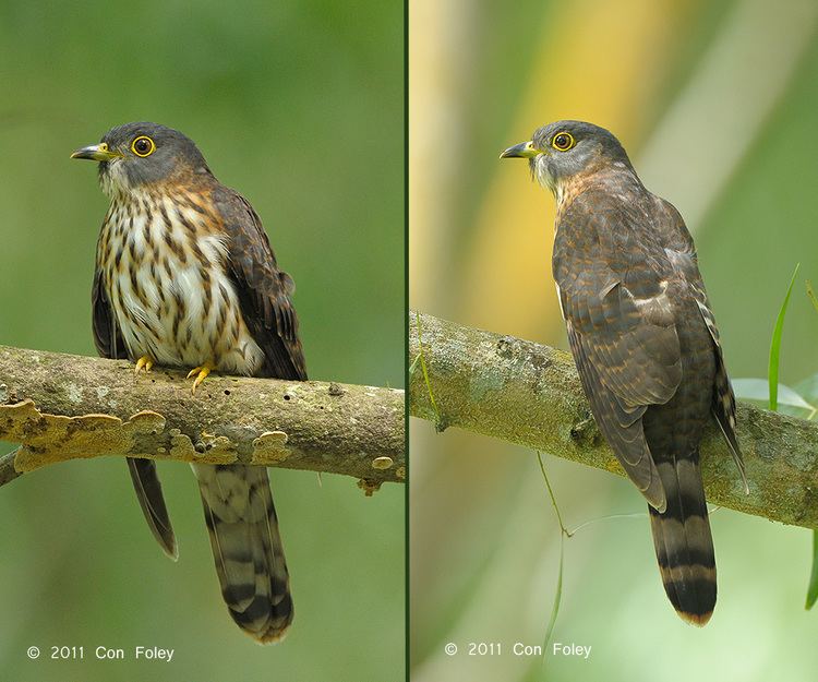 Hodgson's hawk-cuckoo A Photo Guide to the ID of Malaysian amp Hodgson39s HawkCuckoos Con