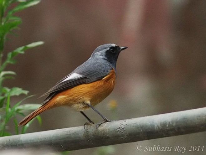 Hodgson's redstart orientalbirdimagesorgimagesdatahodgsonsredsta