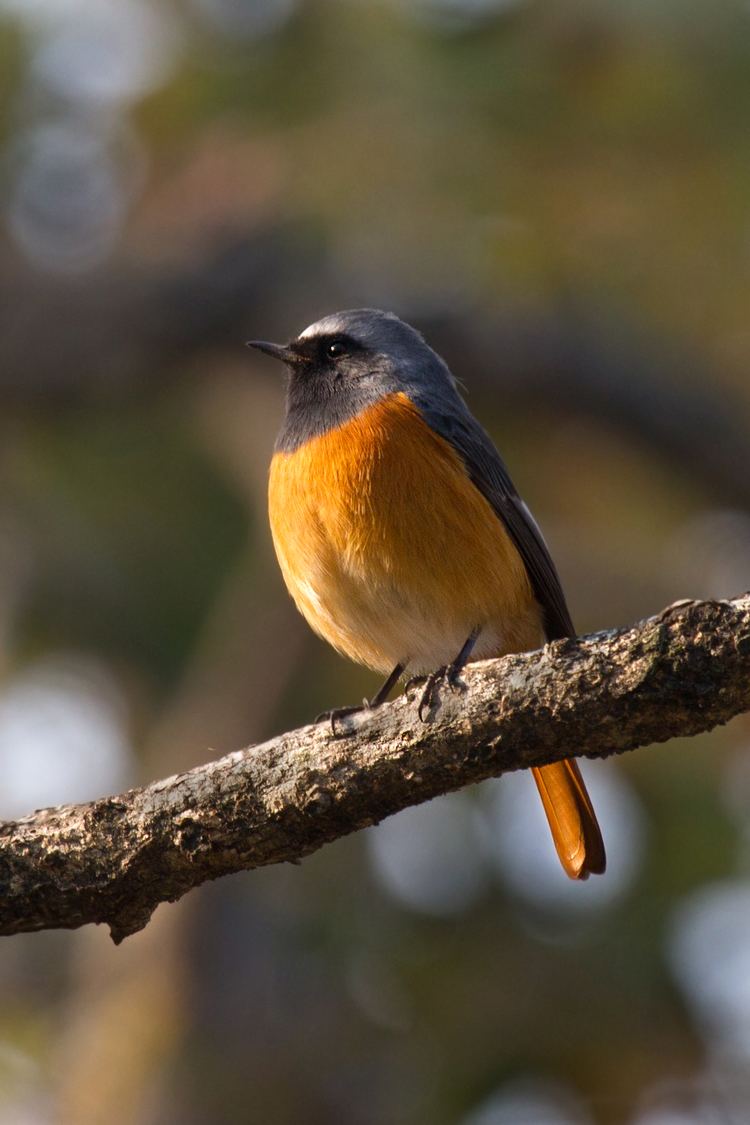 Hodgson's redstart FileHodgson39s Redstartjpg Wikimedia Commons