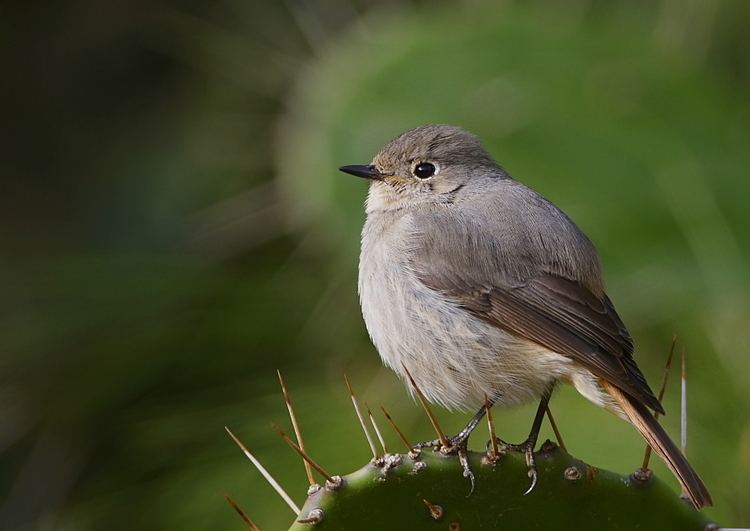 Hodgson's redstart Hodgson39s Redstart Phoenicurus hodgsoni female Birds of India