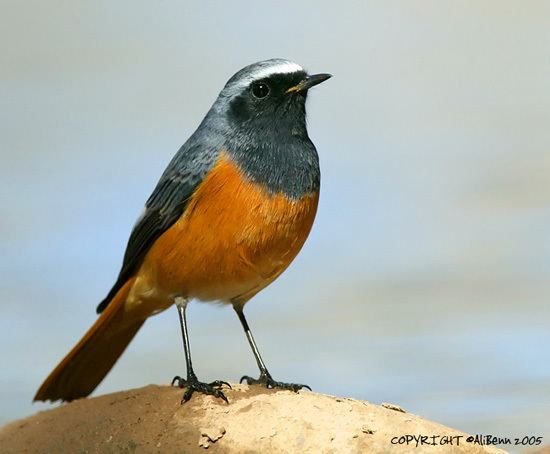 Hodgson's redstart Oriental Bird Club Image Database Hodgson39s Redstart Phoenicurus