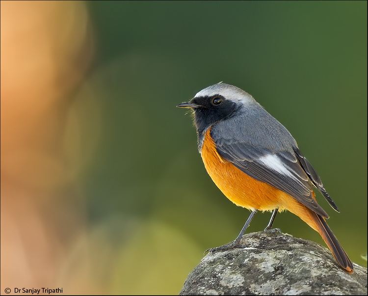 Hodgson's redstart Paradise revisited Sikkim 8 Hodgson39s Redstart