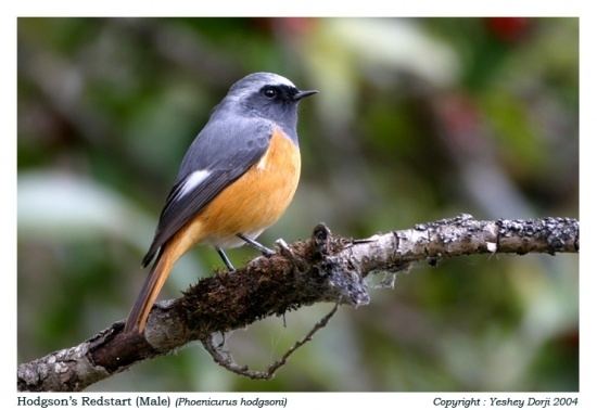 Hodgson's redstart Hodgson39s Redstart BirdForum Opus