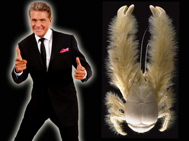 Hoff crab The private lives of 39Hoff39 crabs revealed with images tweets