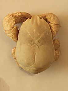 Hoff crab httpsuploadwikimediaorgwikipediacommonsthu