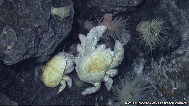 Hoff crab Hoff crab39 gets formal scientific name BBC News