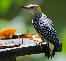 Hoffmann's woodpecker httpsuploadwikimediaorgwikipediacommonsthu