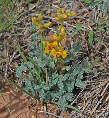 Hoffmannseggia glauca Indian Rushpea Hoffmannseggia glauca iNaturalistorg