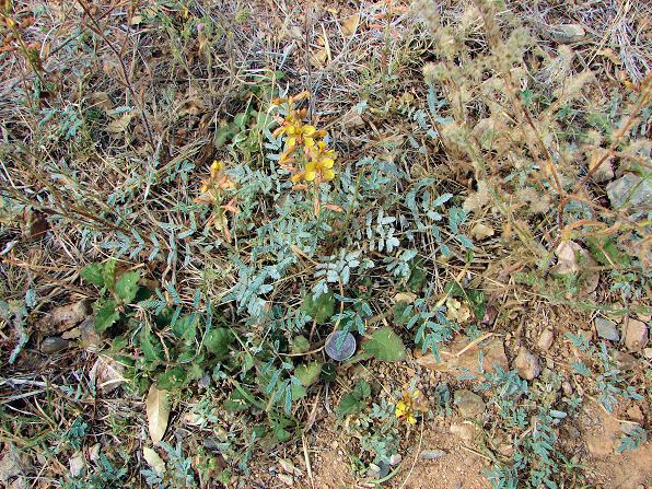 Hoffmannseggia glauca Indian Rushpea Hoffmannseggia glauca Xeriscape Landscaping Plants