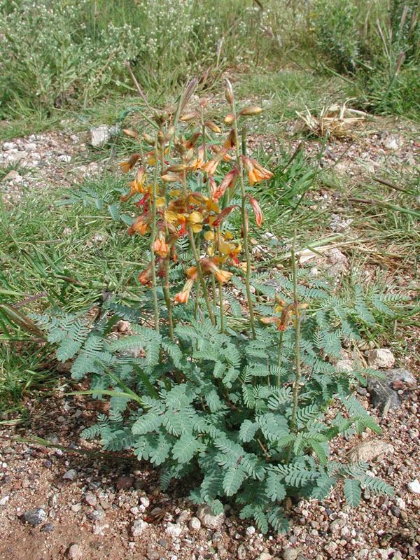 Hoffmannseggia glauca Hoffmannseggia glauca fotos