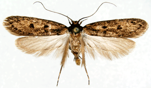 Hofmannophila pseudospretella Hofmannophila pseudospretella Insecta Lepidoptera Oecophoridae
