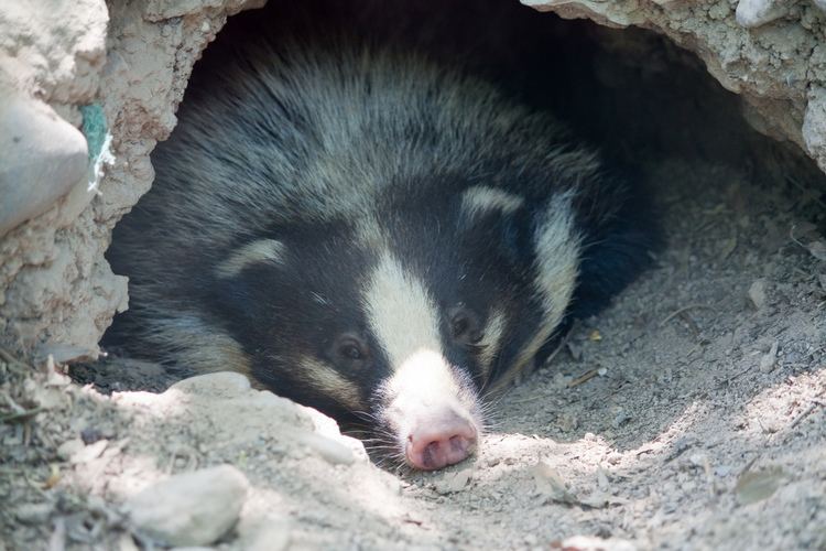 Hog Badger - Alchetron, The Free Social Encyclopedia