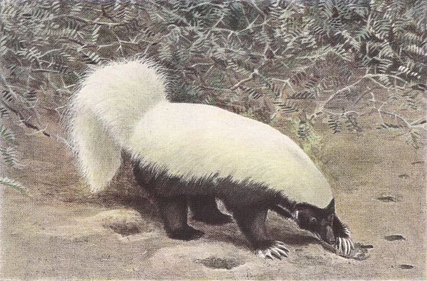 Hog-nosed skunk Hognosed skunk Wikipedia