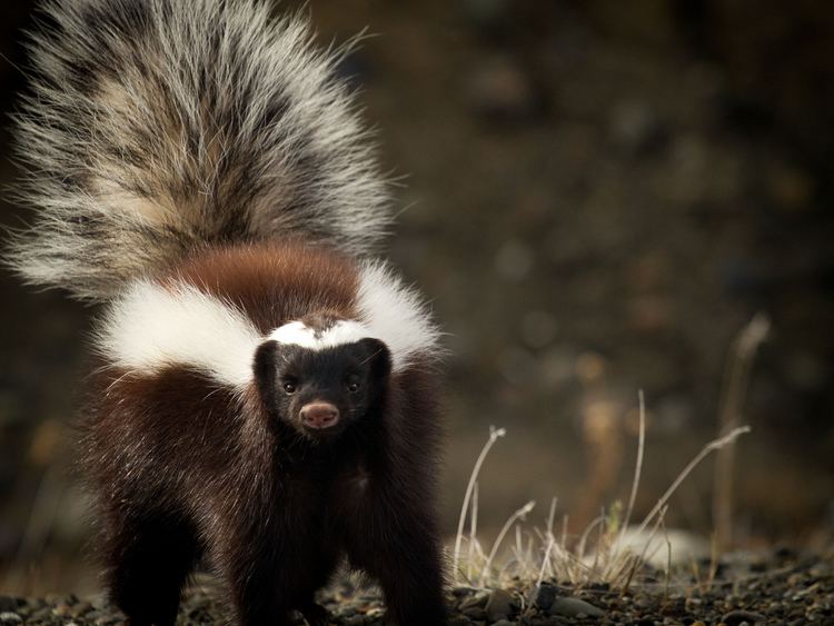 Hog-nosed skunk Hognosed skunk He may be stinky but I think that face is Flickr