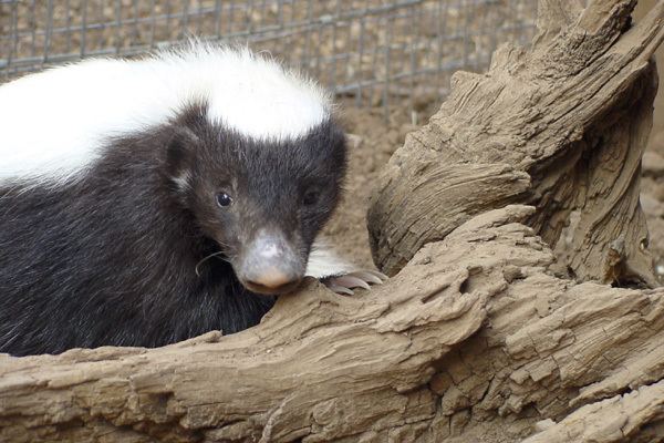 Hog-nosed skunk Conepatus leuconotus Eastern Hognosed Skunk Discover Life