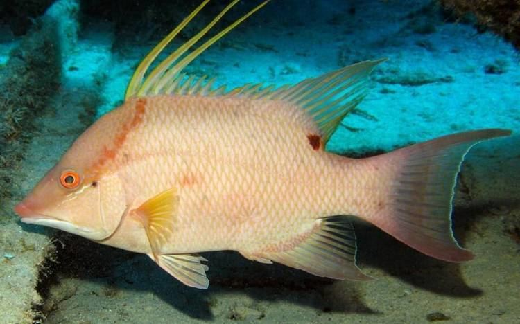 Hogfish Limits possible for harvesting hogfish Florida Keys News