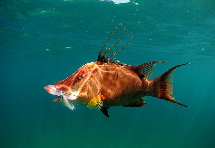 Hogfish Hogfish The Life of Animals